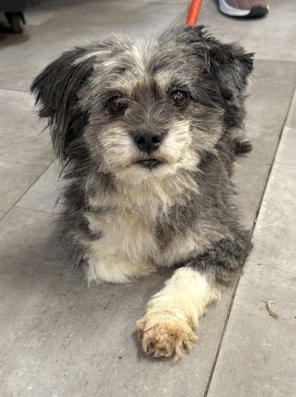 Dewey