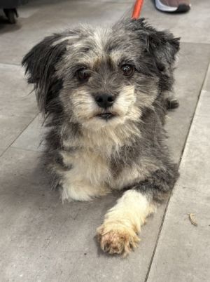 Dewey, Adult Male Mixed Breed