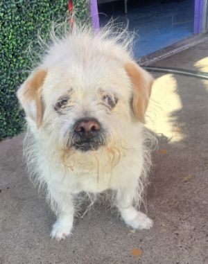 58853589, Adult Male Terrier