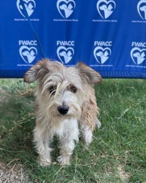 58856141, Adult Female Yorkshire Terrier
