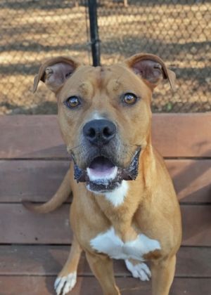 Lamour is a two-year-old mix breed Best guess is a boxer mix He likes to play and run around so