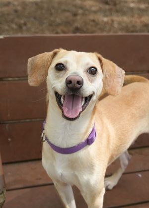 Antonio is a mixed breed smaller dog who weighs 19 pounds He is a bundle energy looking for an acti