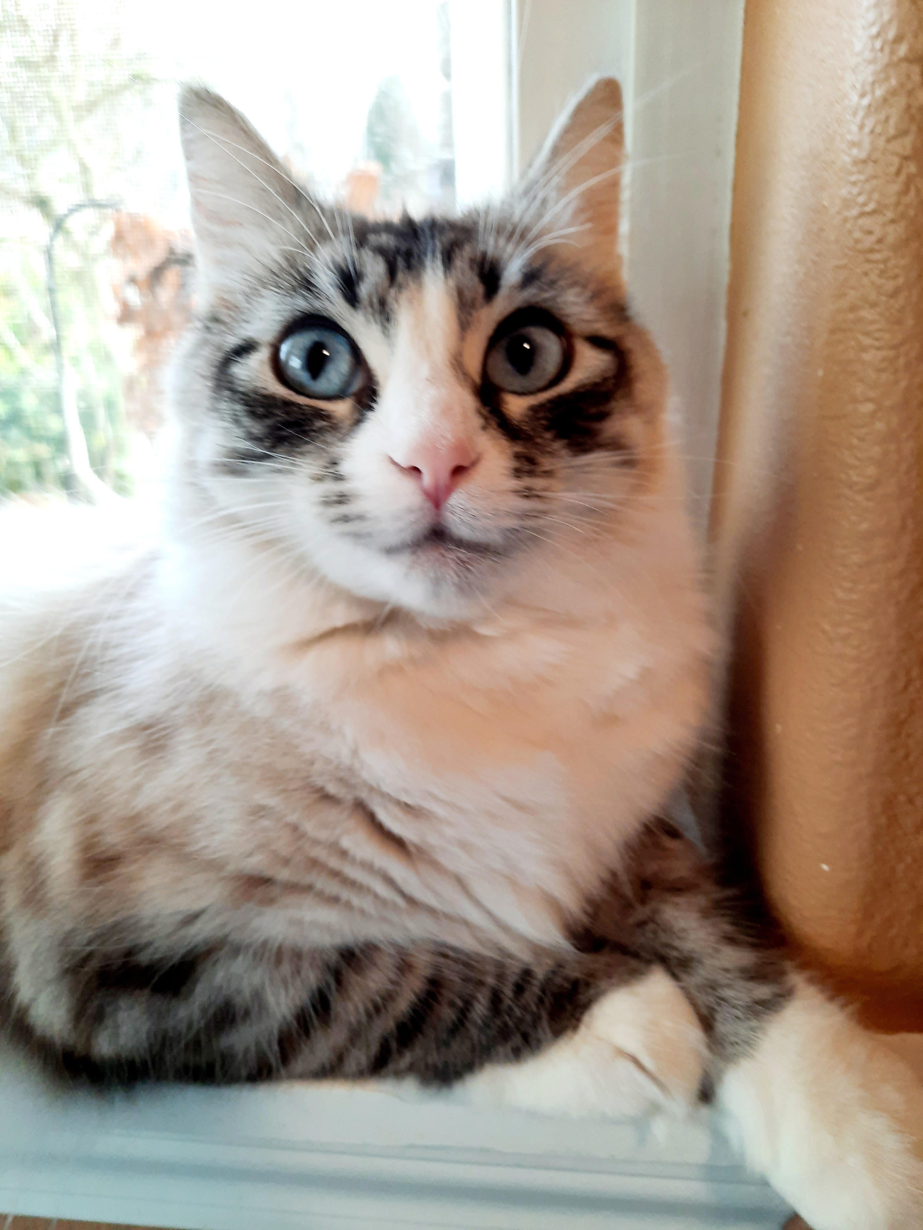 Chantilly Lace, an adoptable Himalayan in Wilsonville, OR, 97070 | Photo Image 2