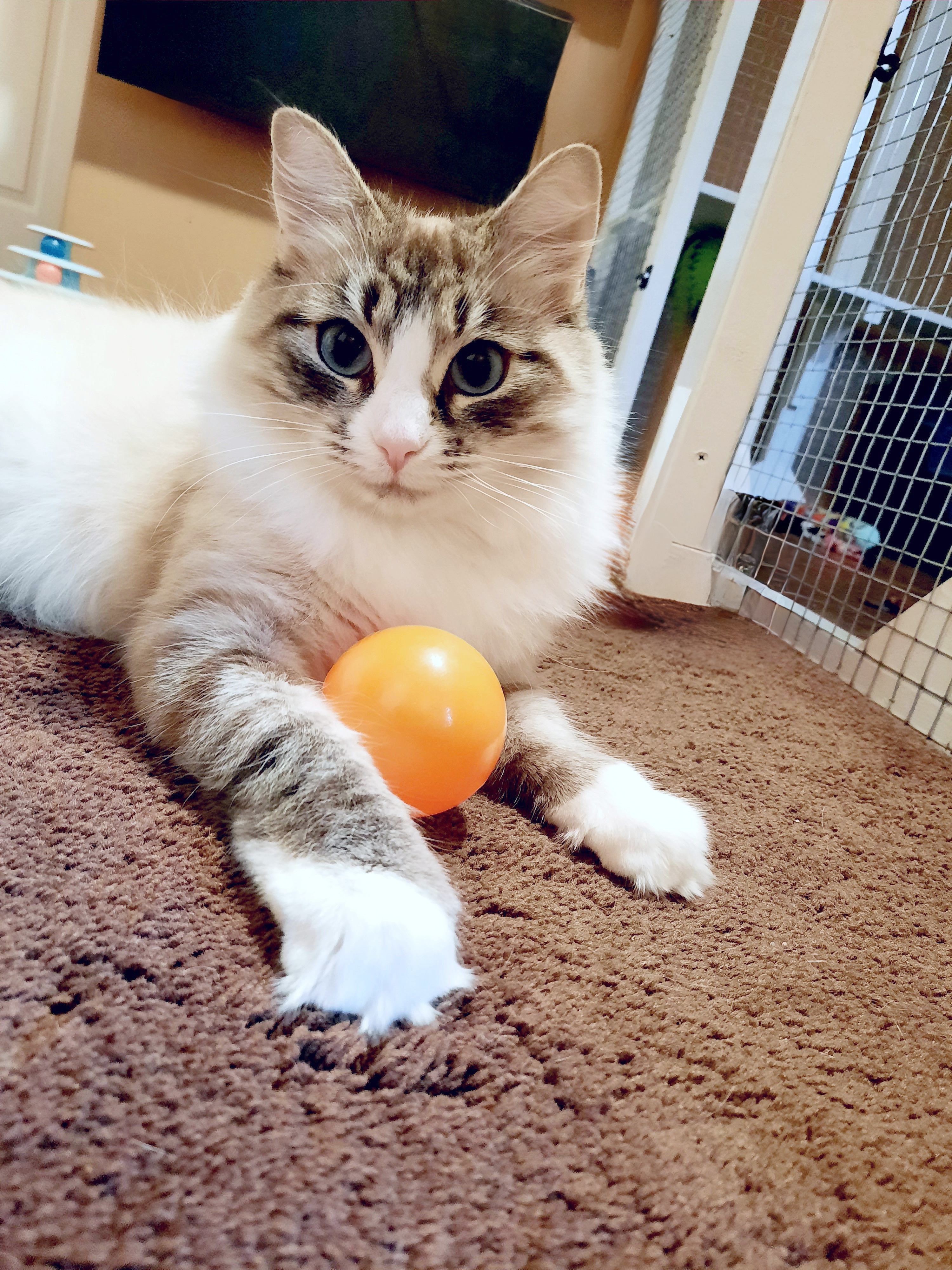 Chantilly Lace, an adoptable Himalayan in Wilsonville, OR, 97070 | Photo Image 3