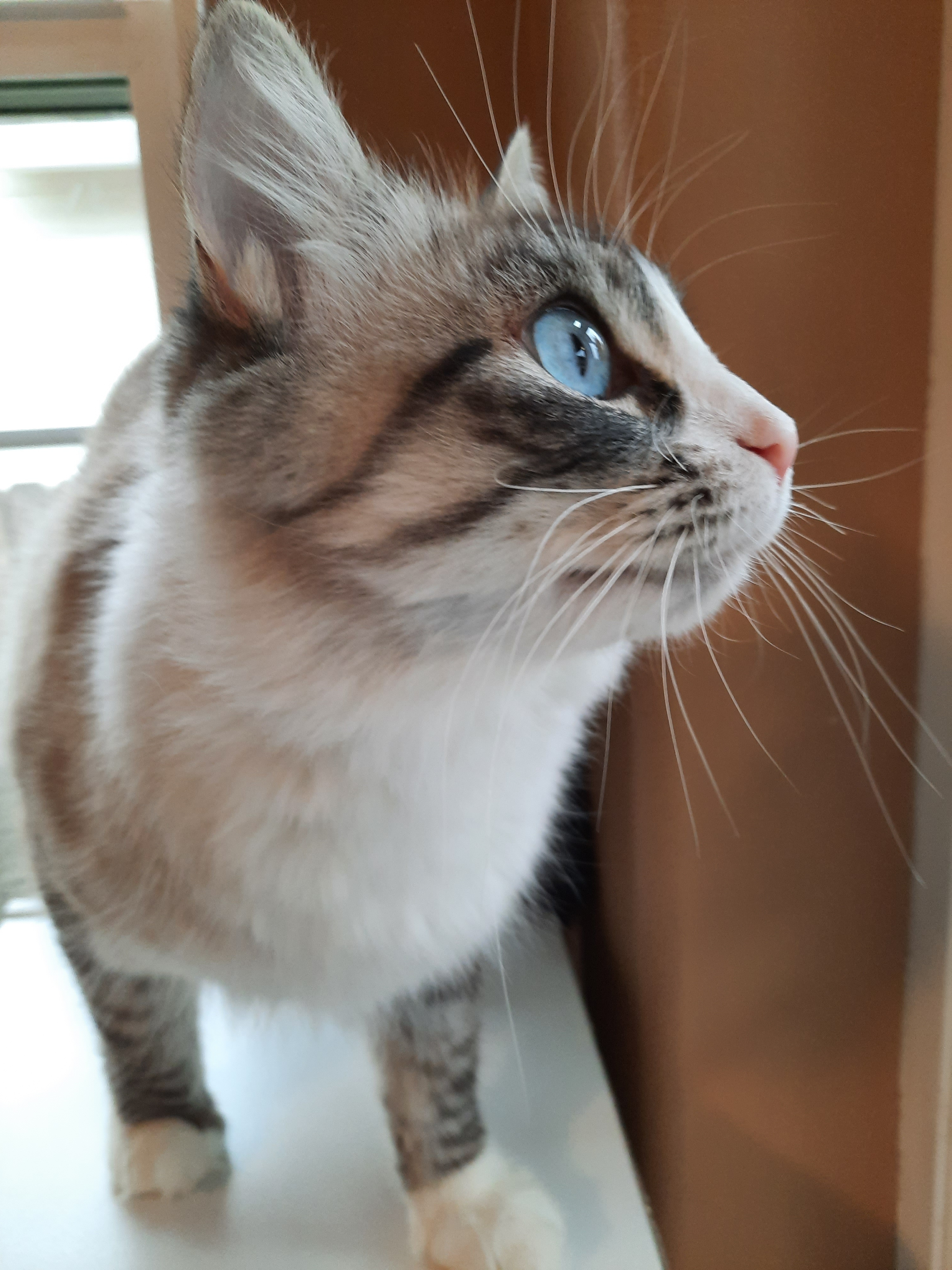 Chantilly Lace, an adoptable Himalayan in Wilsonville, OR, 97070 | Photo Image 5