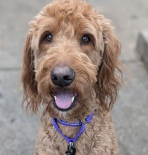 Lon, Young Male Mixed Breed