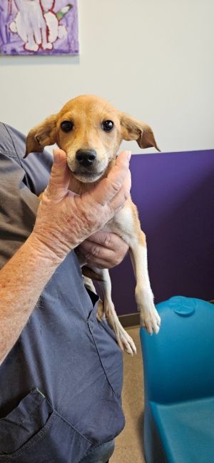 Jason, Baby Male Rat Terrier