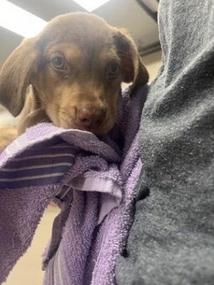 Rolo, Baby Female Bloodhound