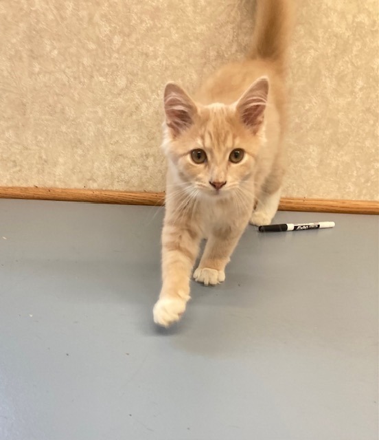 Scoob, an adoptable Domestic Medium Hair in Medford, WI, 54451 | Photo Image 1