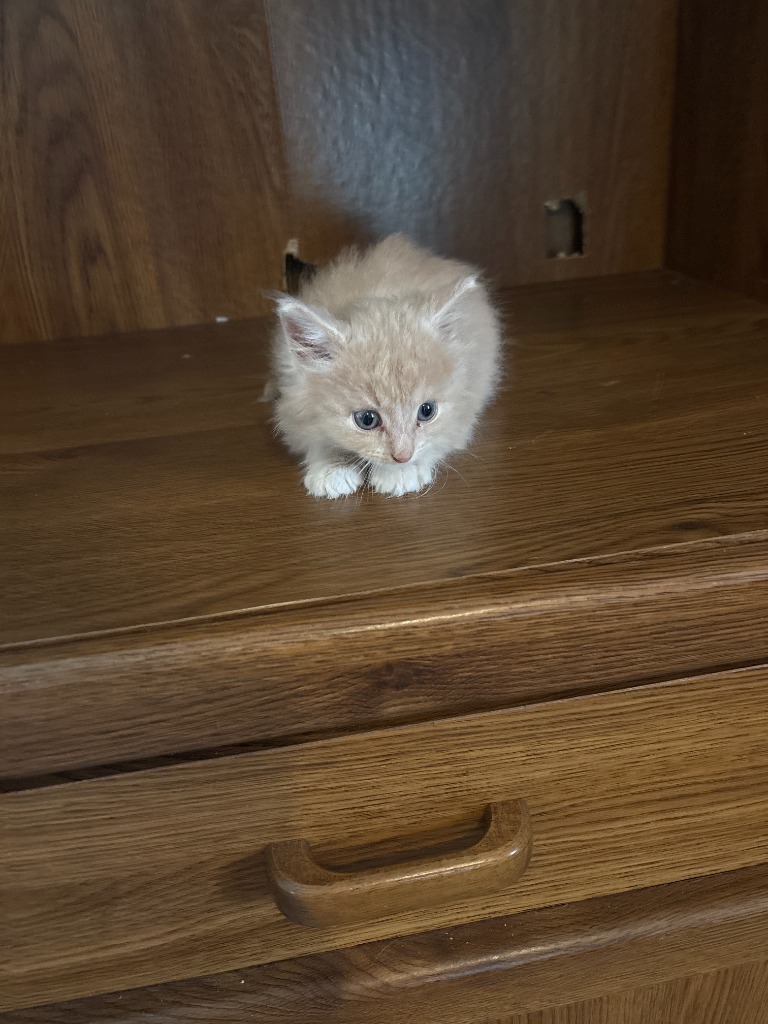Scoob, an adoptable Domestic Medium Hair in Medford, WI, 54451 | Photo Image 2
