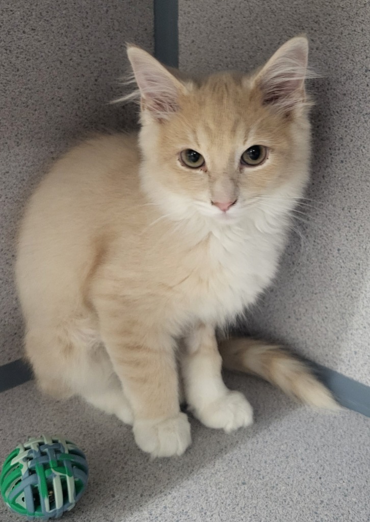 Velma, an adoptable Domestic Medium Hair in Medford, WI, 54451 | Photo Image 1
