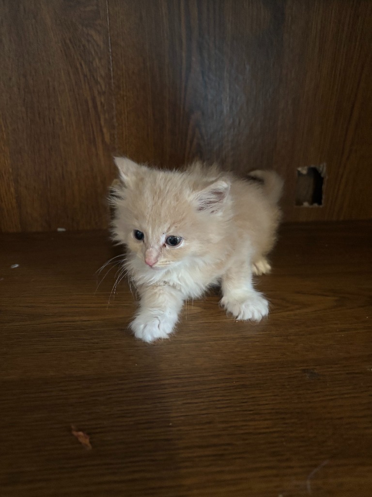 Velma, an adoptable Domestic Medium Hair in Medford, WI, 54451 | Photo Image 2
