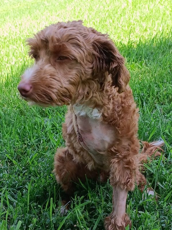 Pet Image