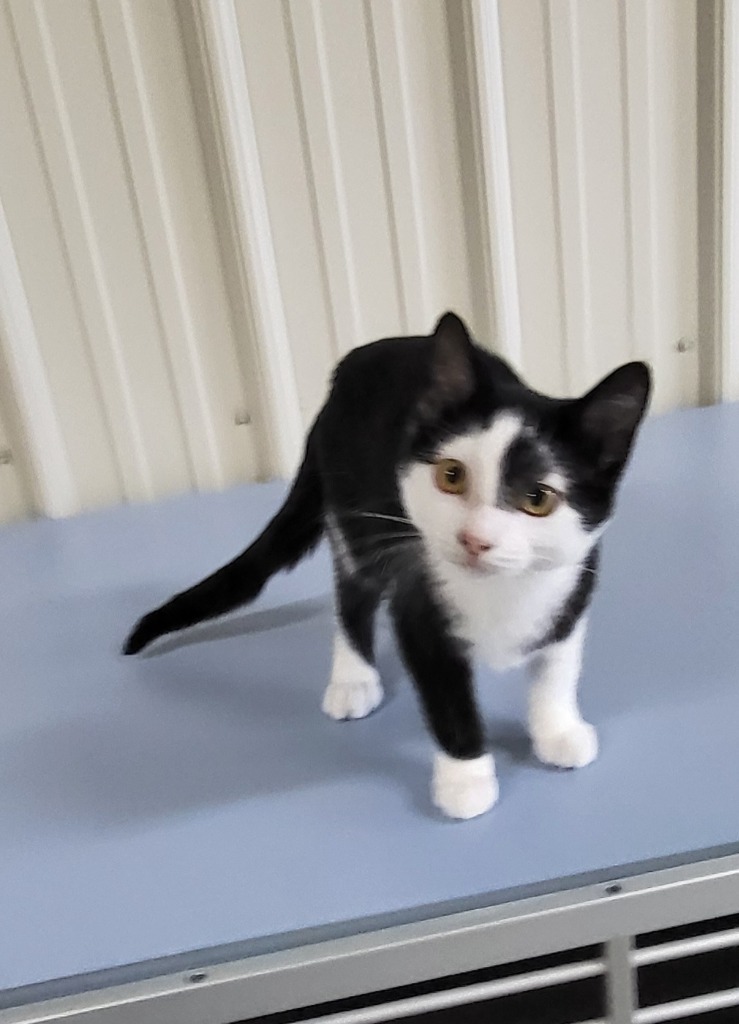Porsche, an adoptable Domestic Short Hair in Medford, WI, 54451 | Photo Image 1