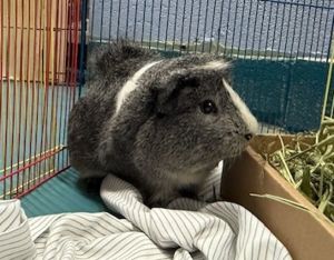 Sonic Guinea Pig Small & Furry