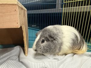 Prince Guinea Pig Small & Furry
