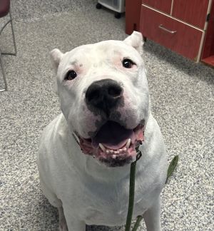 Miklo, Adult Male Dogo Argentino