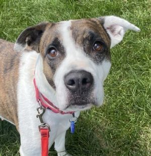Dani, Adult Female Boxer