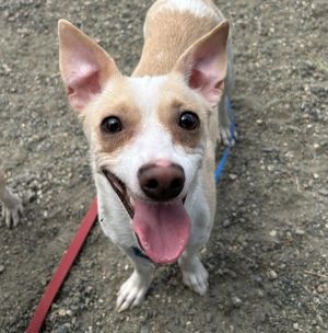 Chrissy, Adult Female Chihuahua