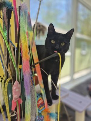 Tonic, Adult Male Domestic Short Hair