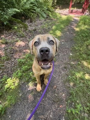 Aldo, Young Male Cane Corso