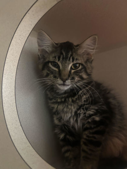 Indy, an adoptable Domestic Medium Hair, Domestic Short Hair in Durango, CO, 81301 | Photo Image 1