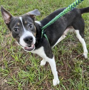 Sunny D, Adult Male Hound