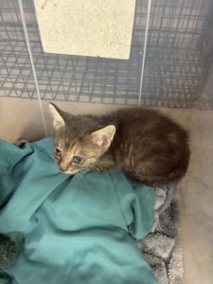 Priscilla, Baby Female Domestic Short Hair