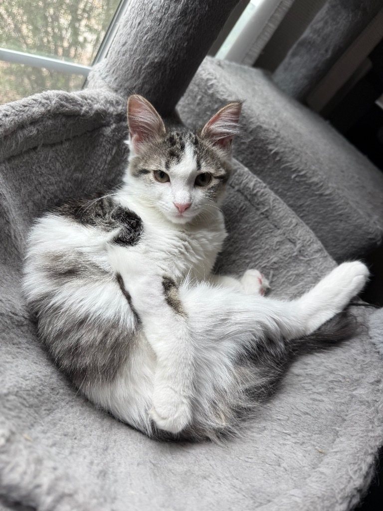 Opal Tx, an adoptable Domestic Medium Hair in Fort Lupton, CO, 80621 | Photo Image 1