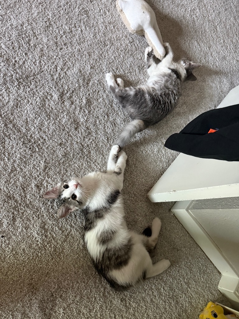 Opal Tx, an adoptable Domestic Medium Hair in Fort Lupton, CO, 80621 | Photo Image 2