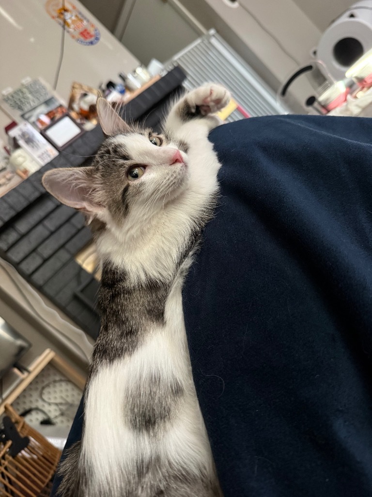 Opal Tx, an adoptable Domestic Medium Hair in Fort Lupton, CO, 80621 | Photo Image 3