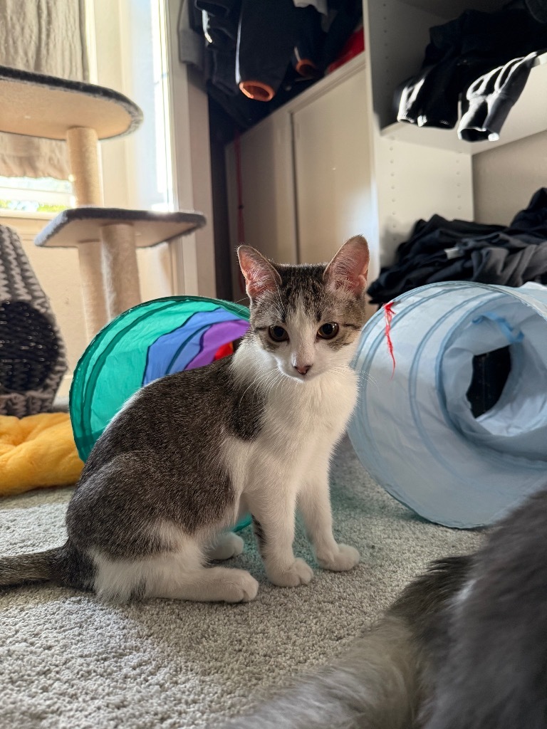 Ruby TX, an adoptable Domestic Short Hair in Fort Lupton, CO, 80621 | Photo Image 3