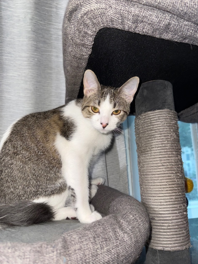 Ruby TX, an adoptable Domestic Short Hair in Fort Lupton, CO, 80621 | Photo Image 4