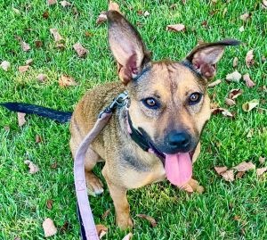 Dolly, Young Female Labrador Retriever