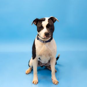 Primary Color Black Secondary Color White Weight 62lbs Age 3yrs 0mths 3wks Animal has been Spaye