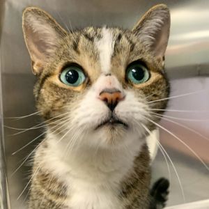 Astor, Senior Male Domestic Short Hair