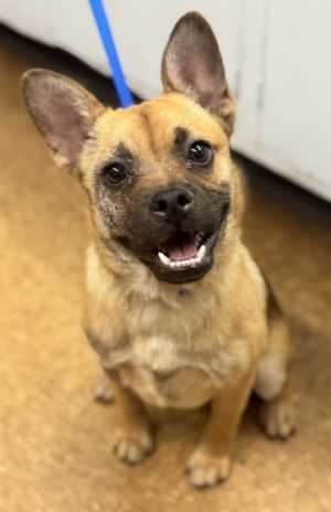 Meatloaf, Adult Male Terrier