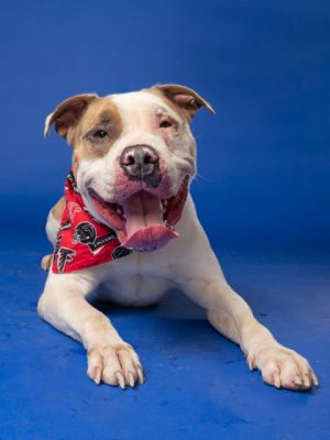Whiskey Mixed Breed Dog