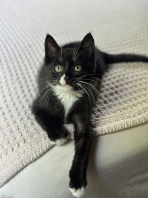 Link, Baby Male Domestic Short Hair