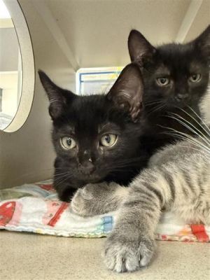 Pond, Young Male Domestic Short Hair