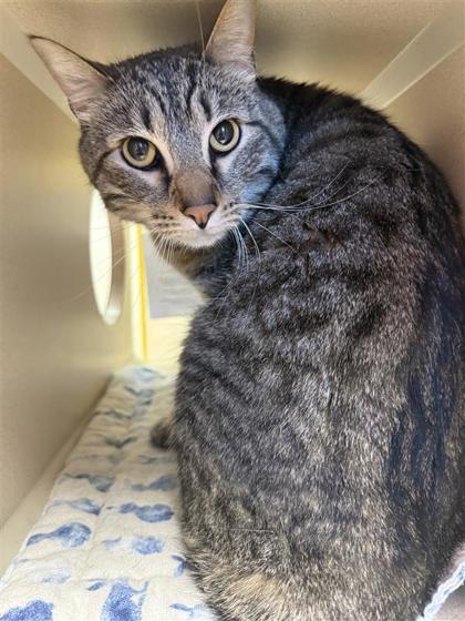 Enzo (TT or Kitty), an adoptable Domestic Short Hair in Hutchinson, KS, 67504 | Photo Image 1