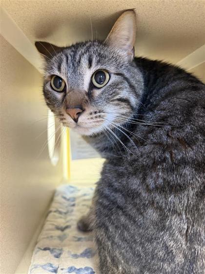Enzo (TT or Kitty), an adoptable Domestic Short Hair in Hutchinson, KS, 67504 | Photo Image 3