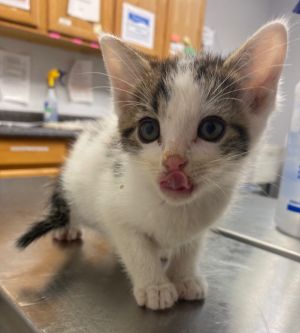 Wednesday, Baby Male Domestic Short Hair