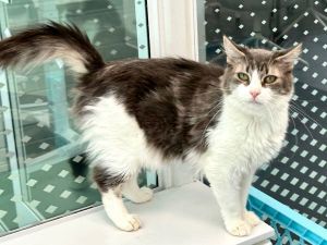 Daisy, Adult Female Domestic Medium Hair