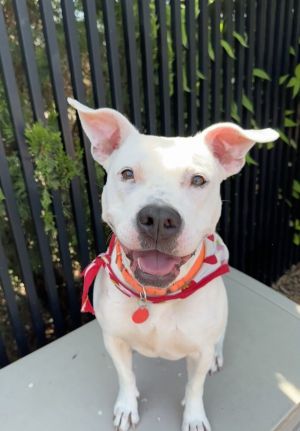 Lilly, Adult Female Boxer