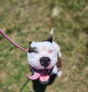Loki, Adult Male Pit Bull Terrier