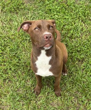 Wonka, Baby Male Mixed Breed