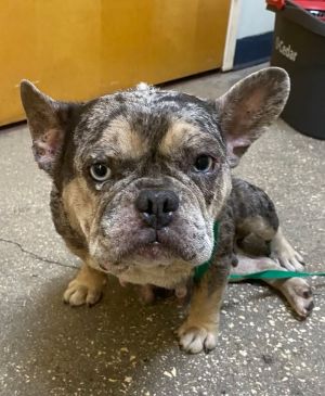 Franchette Funklebean, Adult Female Mixed Breed