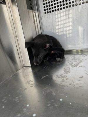 58857873, Adult Male Flat-Coated Retriever