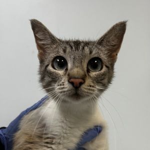 Mother Goose, Adult Female Domestic Short Hair